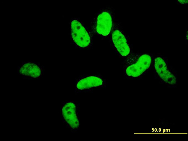 3 - ZNF207 Antibody (monoclonal) (M04) AT4600a