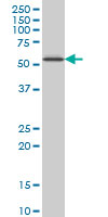 1 - ZNF207 Antibody (monoclonal) (M04) AT4600a