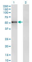 1 - ZNF207 Antibody (monoclonal) (M04) AT4600a