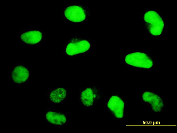 3 - ZNF207 Antibody (monoclonal) (M05) AT4601a