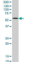 1 - ZNF207 Antibody (monoclonal) (M05) AT4601a