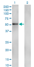 1 - ZNF207 Antibody (monoclonal) (M05) AT4601a