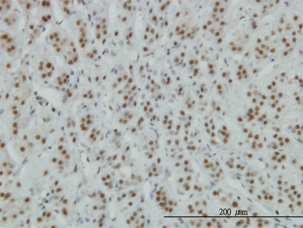 2 - ZNF207 Antibody (monoclonal) (M06) AT4602a