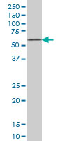 1 - ZNF207 Antibody (monoclonal) (M06) AT4602a
