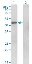 1 - ZNF207 Antibody (monoclonal) (M06) AT4602a