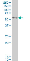 1 - ZNF207 Antibody (monoclonal) (M07) AT4603a