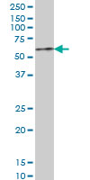 1 - ZNF207 Antibody (monoclonal) (M08) AT4604a