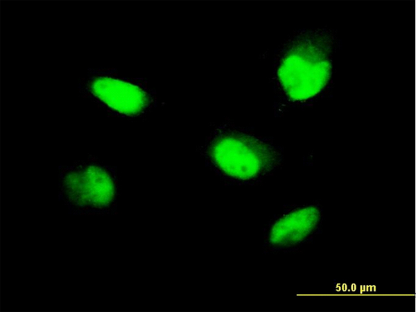 3 - ZNF207 Antibody (monoclonal) (M09) AT4605a