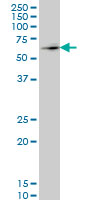 1 - ZNF207 Antibody (monoclonal) (M09) AT4605a