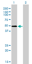 1 - ZNF207 Antibody (monoclonal) (M09) AT4605a