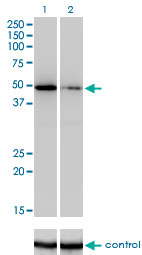 1 - ZNF207 Antibody (monoclonal) (M09) AT4605a