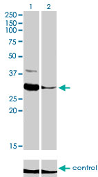 10 - ZNF215 Antibody (monoclonal) (M01) AT4609a
