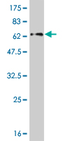 1 - ZNF215 Antibody (monoclonal) (M02) AT4610a