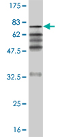 1 - ZNF24 Antibody (monoclonal) (M02) AT4612a
