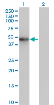 1 - ZNF24 Antibody (monoclonal) (M02) AT4612a