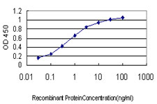 10 - ZNF265 Antibody (monoclonal) (M01) AT4617a