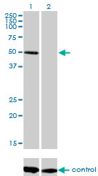 10 - ZNF277 Antibody (monoclonal) (M01) AT4622a