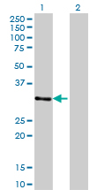 1 - ZNF397 Antibody (monoclonal) (M02) AT4636a