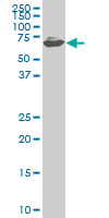 1 - ZNF496 Antibody (monoclonal) (M02) AT4639a