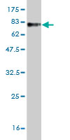 1 - ZWILCH Antibody (monoclonal) (M01) AT4650a