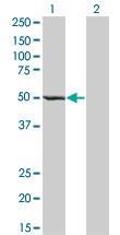 1 - ZWILCH Antibody (monoclonal) (M01) AT4650a