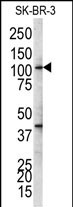 1 - NFKB1 Antibody (S903) AP1980b