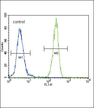 4 - FOXP3 Antibody (C-term) AP2795b