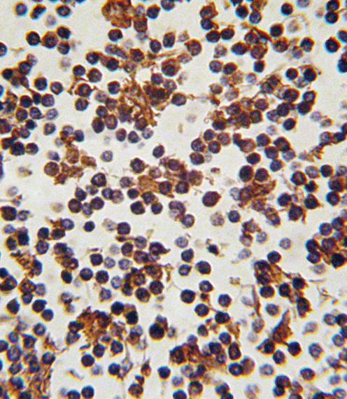 14 - FOXP3 Antibody (C-term) AP2795b