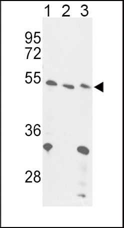 1 - FOXP3 Antibody (C-term) AP2795b