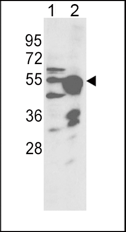 1 - CYP2R1 Antibody (Center) AP7894C