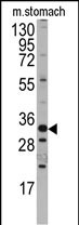 1 - Mouse Hmx3 Antibody (C-term) AP7424b