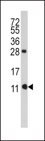 1 - FKBP1B Antibody (N-term E6) AP7868a