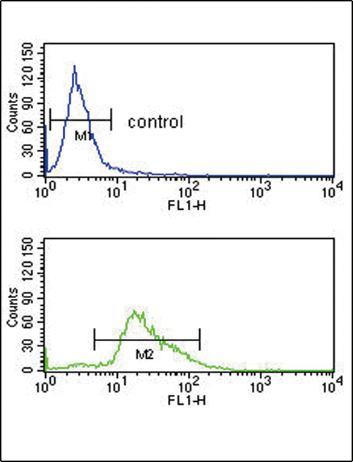 4 - PLG Antibody (C-term) AP7313B