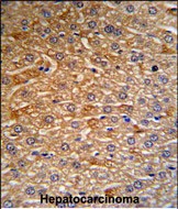 14 - HRG Antibody (N-term) AP7327a