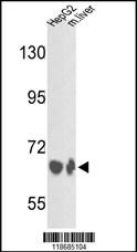 1 - BF Antibody (Center) AP7357c
