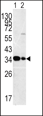 1 - MPST Antibody (C-term) AP7652b