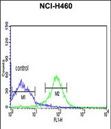 4 - FKBP14 Antibody (N-term) AP6572a