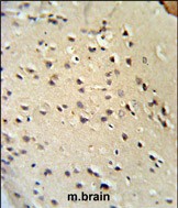 14 - Lamin B1 Antibody (C-term) AP6586b