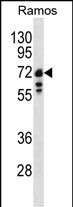 1 - Lamin B1 Antibody (C-term) AP6586b