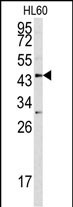 1 - ASPN Antibody (Center) AP6604C