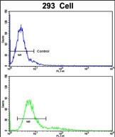 4 - RNGTT Antibody (C-term) AP6617b