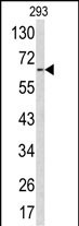 1 - RNGTT Antibody (C-term) AP6617b