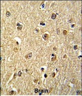 14 - NKRF Antibody (Center) AP6660c