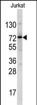 1 - NKRF Antibody (Center) AP6660c