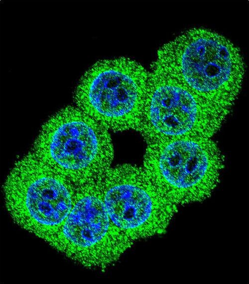 3 - FKBP1B Antibody (N-term) AP7868d