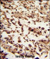 14 - TBP Antibody (C-term) AP6680b