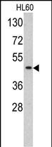 1 - TBP Antibody (C-term) AP6680b