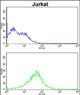 4 - CHC1L Antibody (N-term) AP6741a