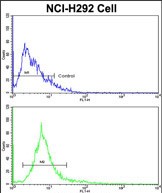 4 - ALKBH8 Antibody (C-term) AP6801b