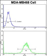 4 - DFNA5 Antibody (N-term) AP6842A